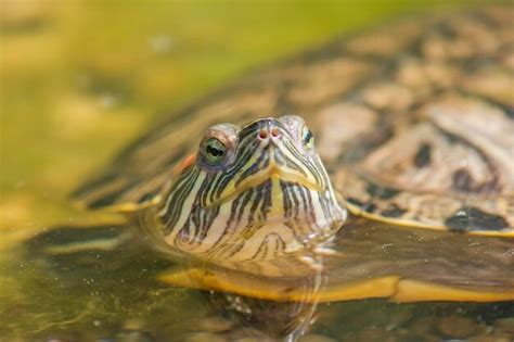 Premium Photo Portrait Of Red Eared Slider Turtle Trachemys Scripta