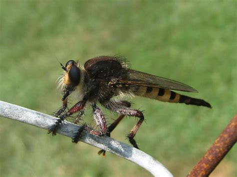 giant horse fly | Horse fly, Insects, Horses