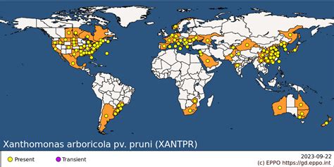 Xanthomonas Arboricola Pv Pruni Xantpr Datasheet Eppo Global Database