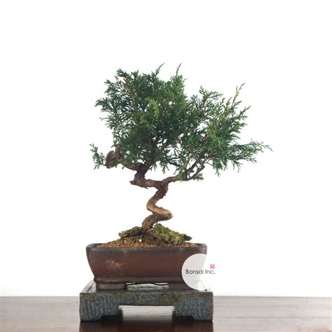 Japanese Juniper – bonsai-inc