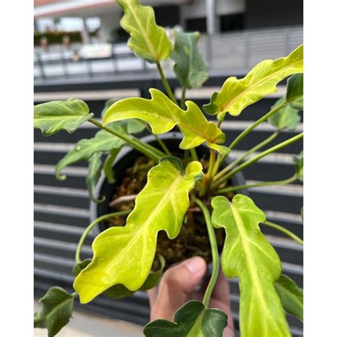 philodendron xanadu compacta variegated shopee malaysia