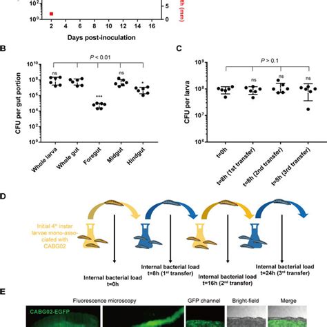 C Amalonaticus Can Stably Colonize Larval Guts A Bacterial Loads Of