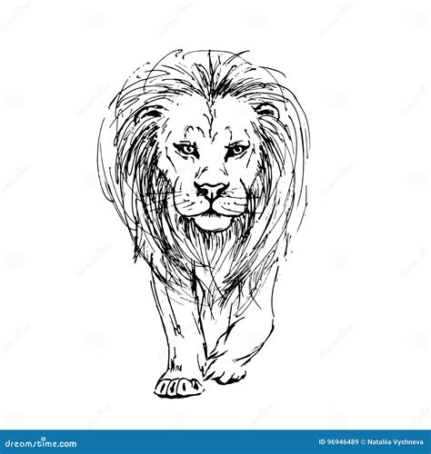 Vector Sketch by Pen of a Lion Front View Stock Vector - Illustration