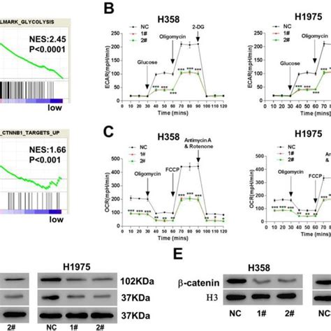 Effects Of Rnf Knockdown In Cellular Metabolism Of Luad A