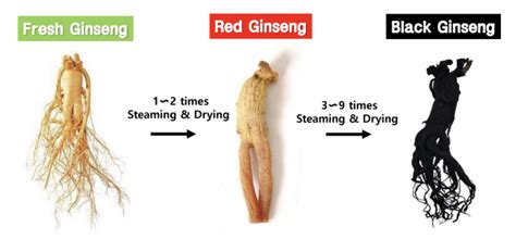 Black Ginseng, Richer in Ginsenoside Compared to Red Ginseng