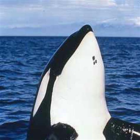 Keiko The Killer Whale From Free Willy Whale Killer Whales Orca