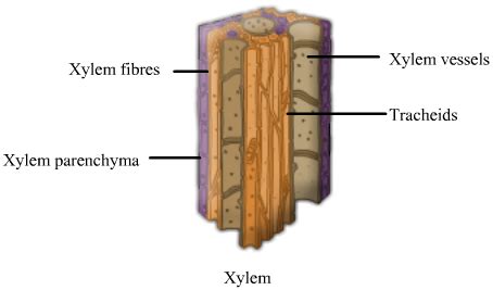 Biology- Xylem and Phloem| askIITians