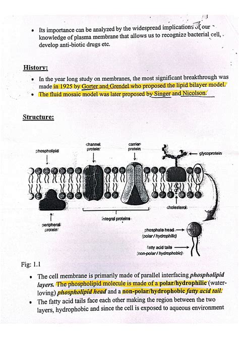 SOLUTION: Plasma membrane complete explanation with diagram - Studypool