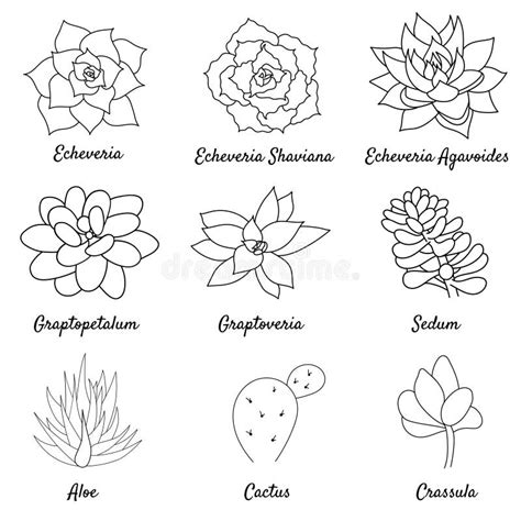 Succulent Line Art Stock Illustrations Succulent Line Art Stock