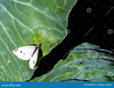 Borterfly Pieris Brassicae Imagem De Stock Imagem De Naughty