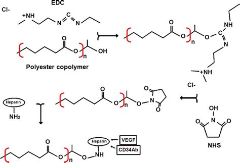 The Applied Reaction Of Edc Nhs For The Heparin Cross Linking Via