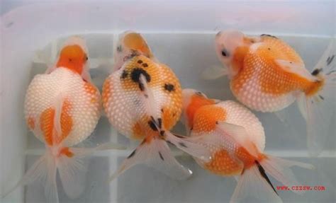 Goldfish Ikan Maskoki Budidaya Mas Koki Mutiara