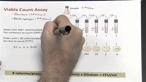 Dilutions Part 3 Of 4 Calculating Colony Forming Unitsml Youtube