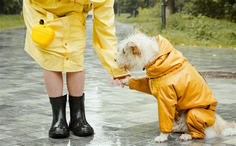 Cane Infettato Dall Influenza Aviaria Dobbiamo Preoccuparci