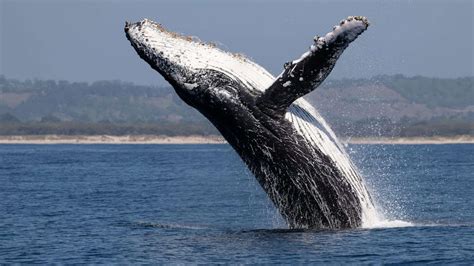 humpback whale canada humpback whale hooky links ireland  canada