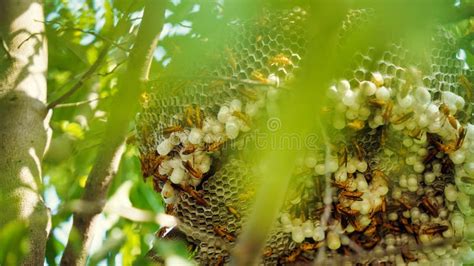 Close Up Shot Of Yellow Wasps Or Ropalidia Marginata Deadly Insects With Large Honeycomb And