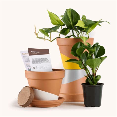 6 Month Story Indoor House Plants Delivered To Your D