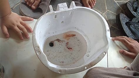 ngadu cupang youtube