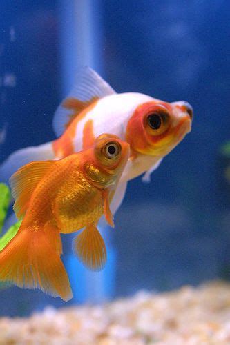 Telescope Eye Goldfish Cute Little Pair Turtle Aquarium Aquarium Fish