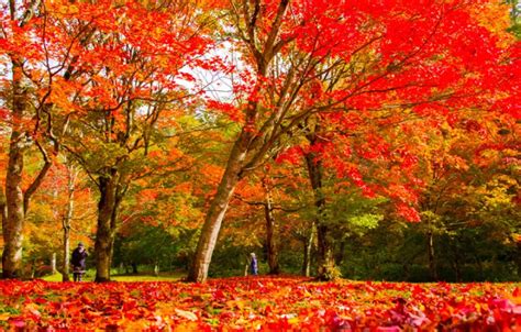 秋の絶景に感動する！北海道の紅葉スポット5地域 日本の観光メディアmatcha