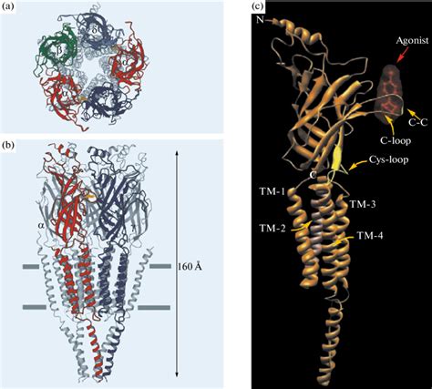 A diagram of the nicotinic ACh receptor at 4 Å resolution a top