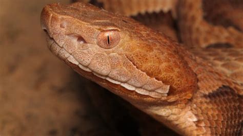 Venomous Snakes In Pennsylvania 3 Poisonous And Deadly Species