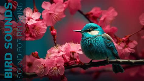 Bird Chirping Relaxing Nature Sounds Calm Your Mind With Peaceful