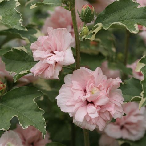 Sugar Tip Rose Of Sharon Hibiscus Syriacus Proven Winners