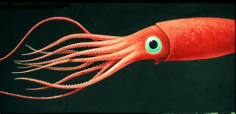 visual journey   ocean  meet monster squid  sea