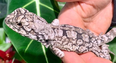 frilled dragon  world  fish  pets