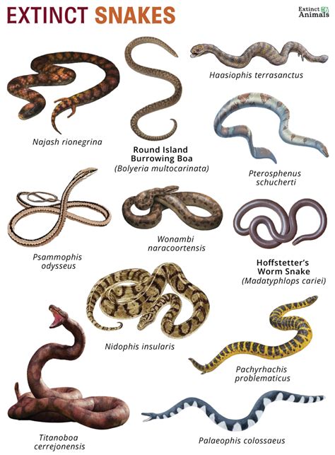 Extinct Snakes Facts List Pictures