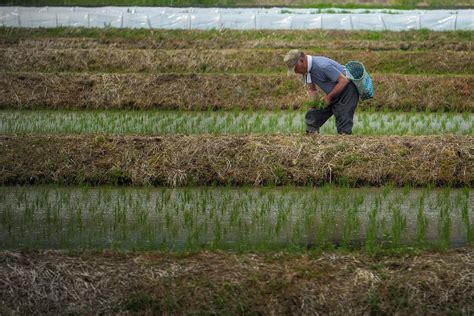 Farmer Rice Japan - Free photo on Pixabay