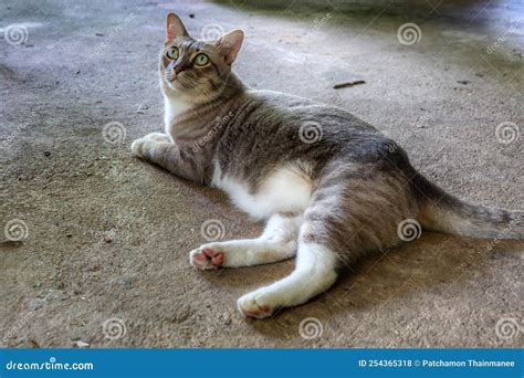 A Healthy Siamese Tabby Cat Sleeps on the Street, Outdoor, Cat Breeding Concept. Stock Photo ...