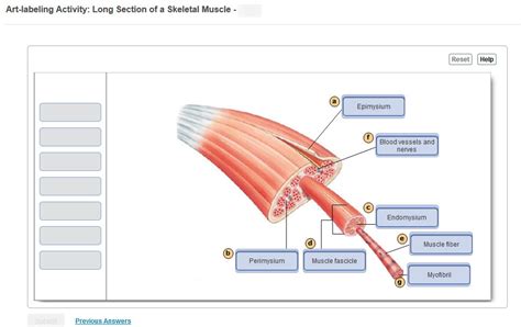 Art-labeling Activity: Long Section of a Skeletal Muscle Diagram | Quizlet