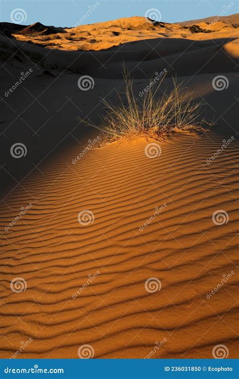 Paisaje De Hierba Y Dunas En Sudáfrica Foto de archivo Imagen de