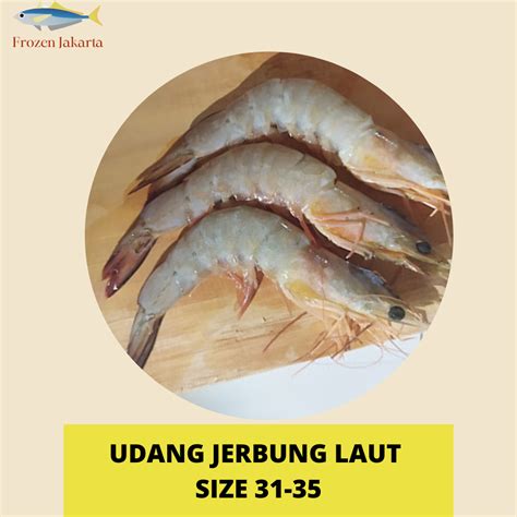 Udang Jerbung Laut Berat Kg Terdapat Ekor Paxelmarket