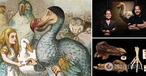 Dodo bird - scientists want to resurrect long extinct fabulous ...