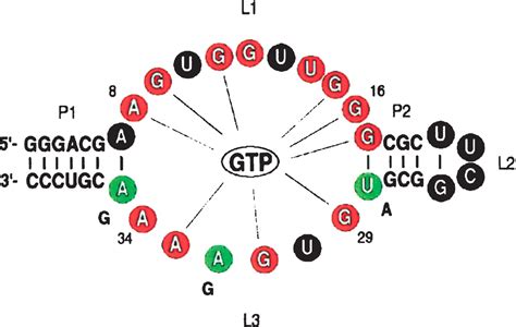 Solution structure of an informationally complex high-affinity RNA ...