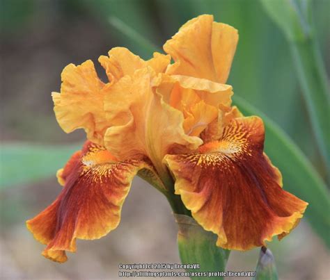 Photo Of The Bloom Of Border Bearded Iris Iris Rustler S Rhapsody