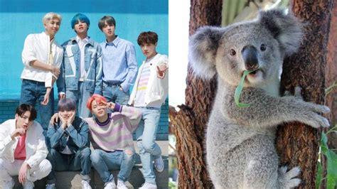 Test De Bts Elige Un Un Koala Y Te Diremos Con Qu Miembro Le Ser As