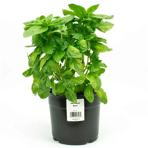 H E B Sweet Basil Shop Potted Plants At H E B