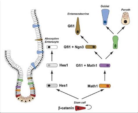 Model Of Intestinal Epithelial Cell Differentiation Stem Cells Give