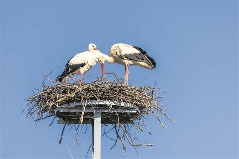 Kreis Recklinghausen Gute Aussichten F R Frisch Geschl Pfte St Rche