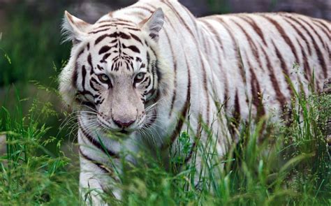bandhavgarh national park home  royal bengal tigers
