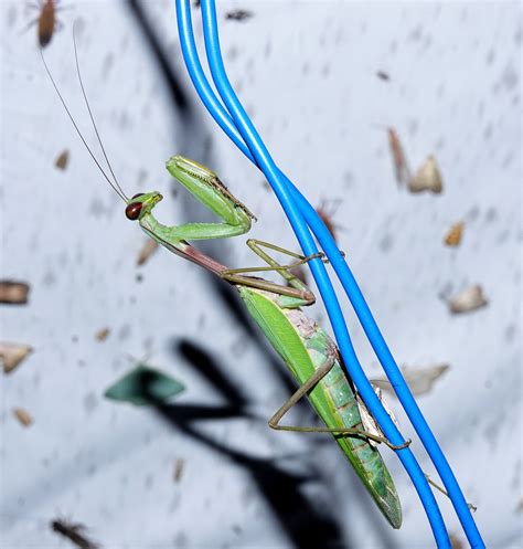 Giant Asian Mantises From Makunda Forest Trail Karimganj Assam India