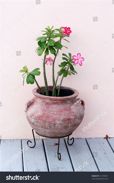 Desert Rose Plant Clay Pot On Stock Photo 51470941 Shutterstock