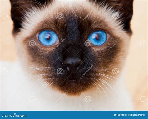 siamese cat face vivid blue eyes whiskers stock image cartoondealer