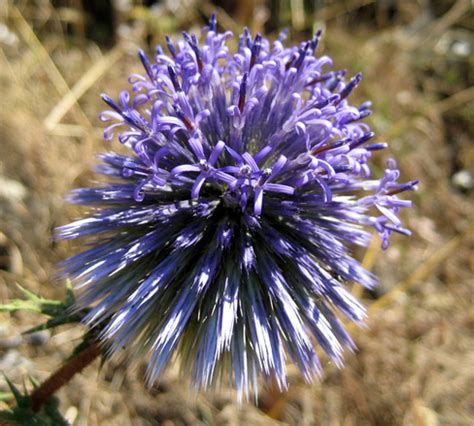 Free purple spike flower Stock Photo - FreeImages.com