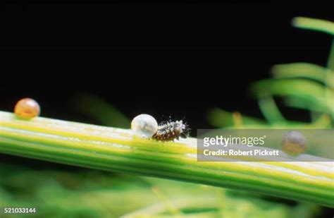 caterpillar egg stock  high res pictures  images getty