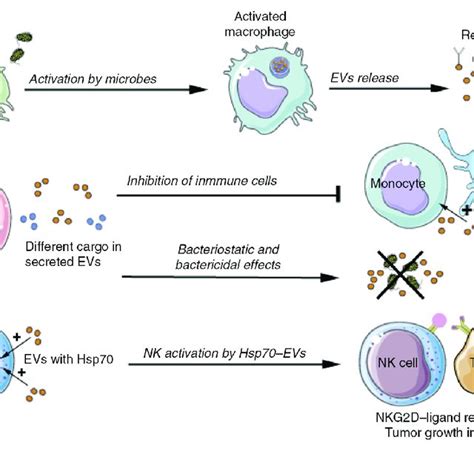 Physiological Role Of Evs Related To Cells Of The Innate Immune System Download Scientific